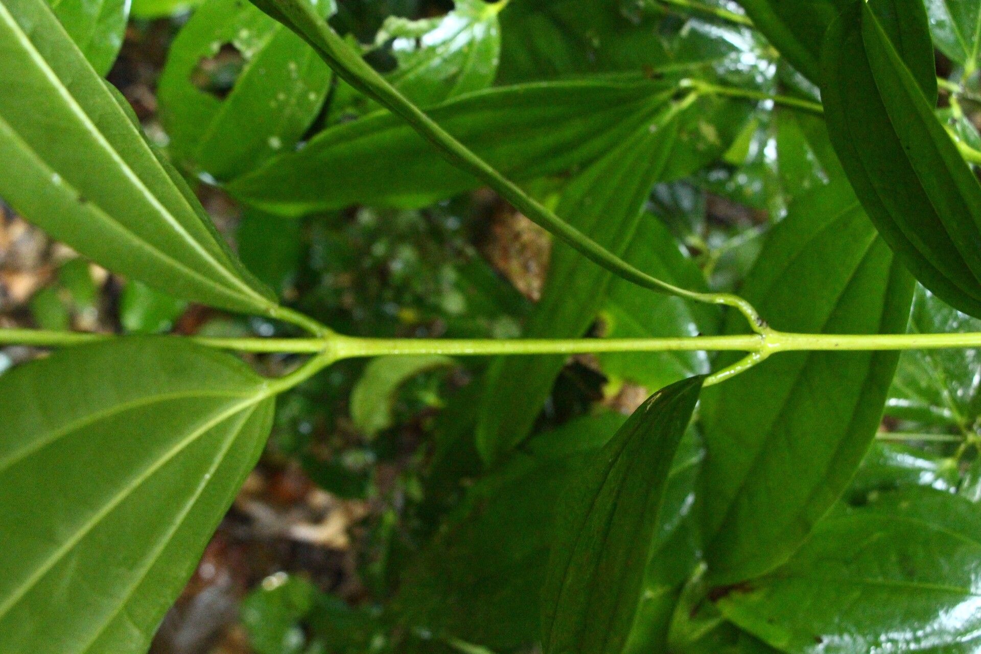 Strychnos icaja — houseplant care guide