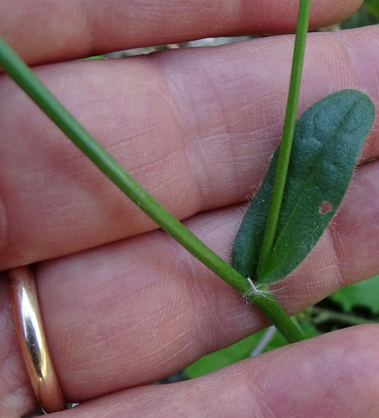 Biscutella didyma leaf