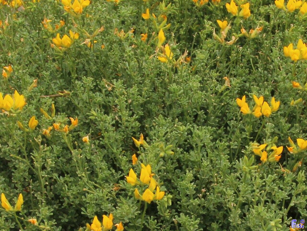 Adenocarpus foliolosus leaf