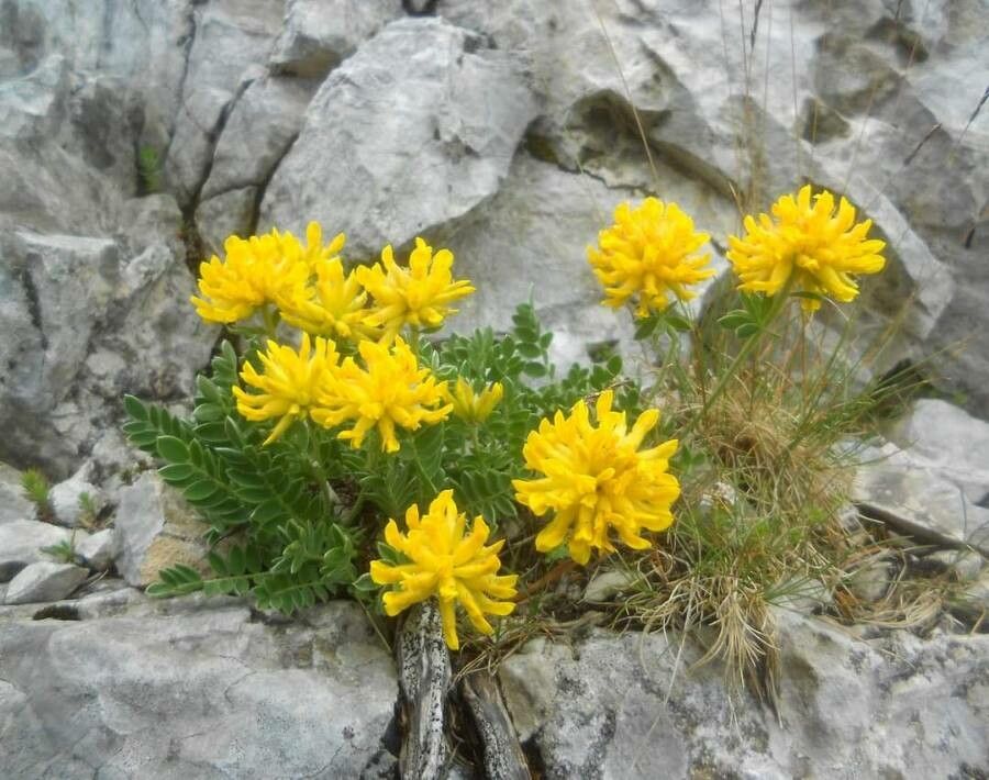Anthyllis aurea — related species from the same genus