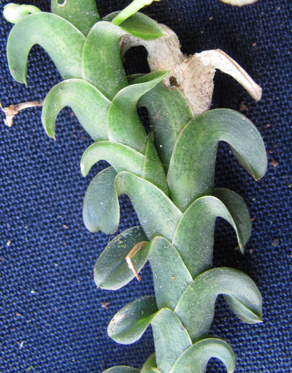 Dichaea cryptarrhena flower