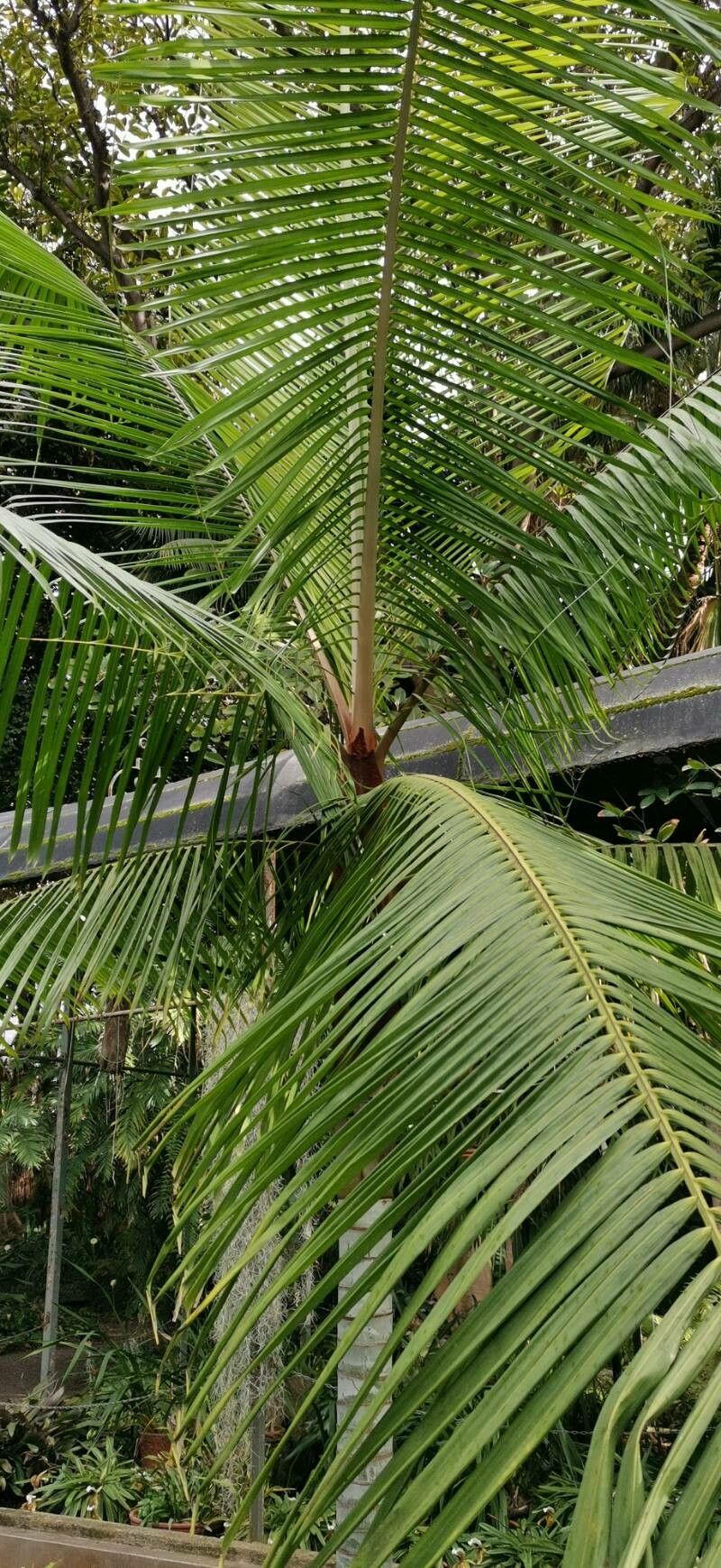 Dypsis leptocheilos habit