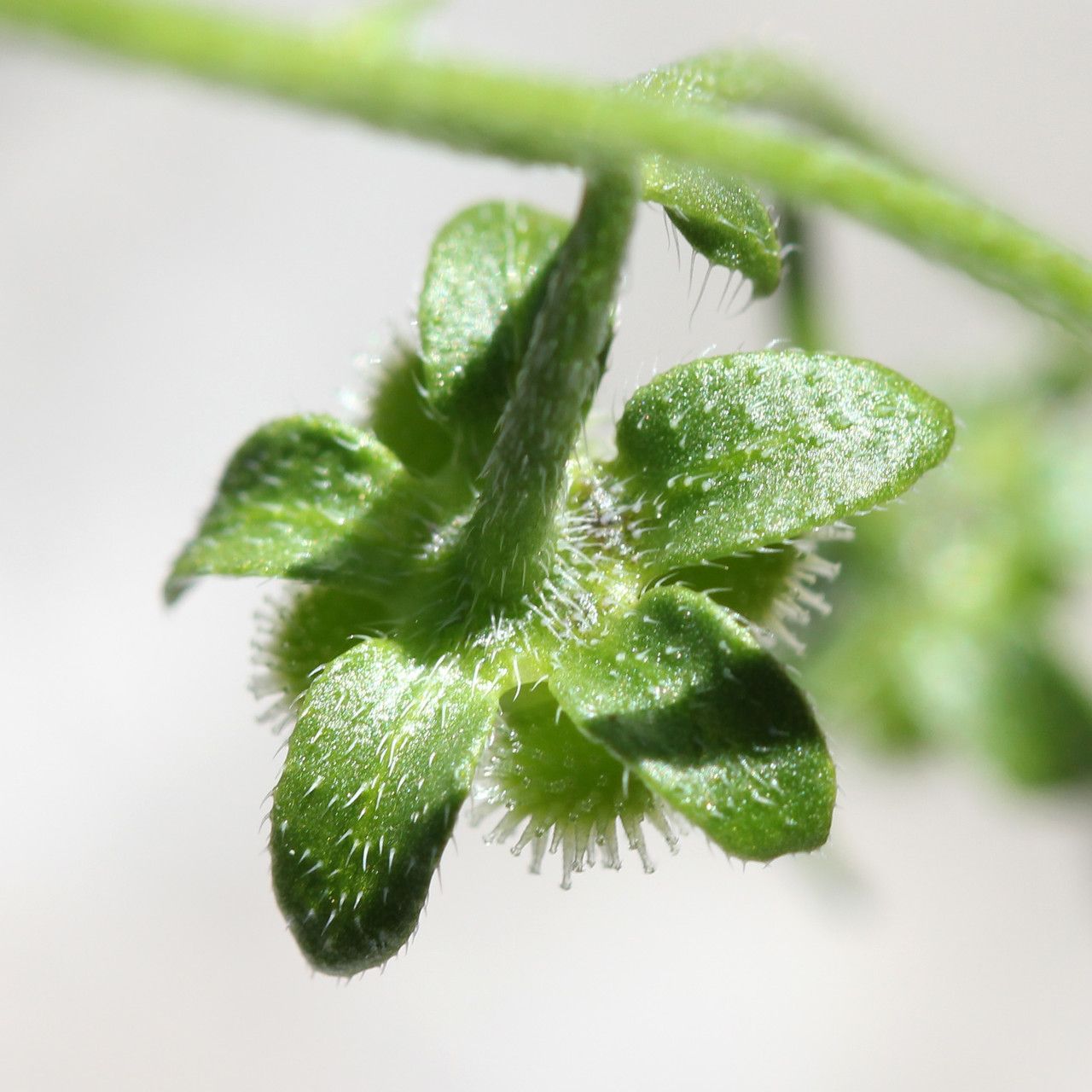 Cynoglossum pustulatum flower
