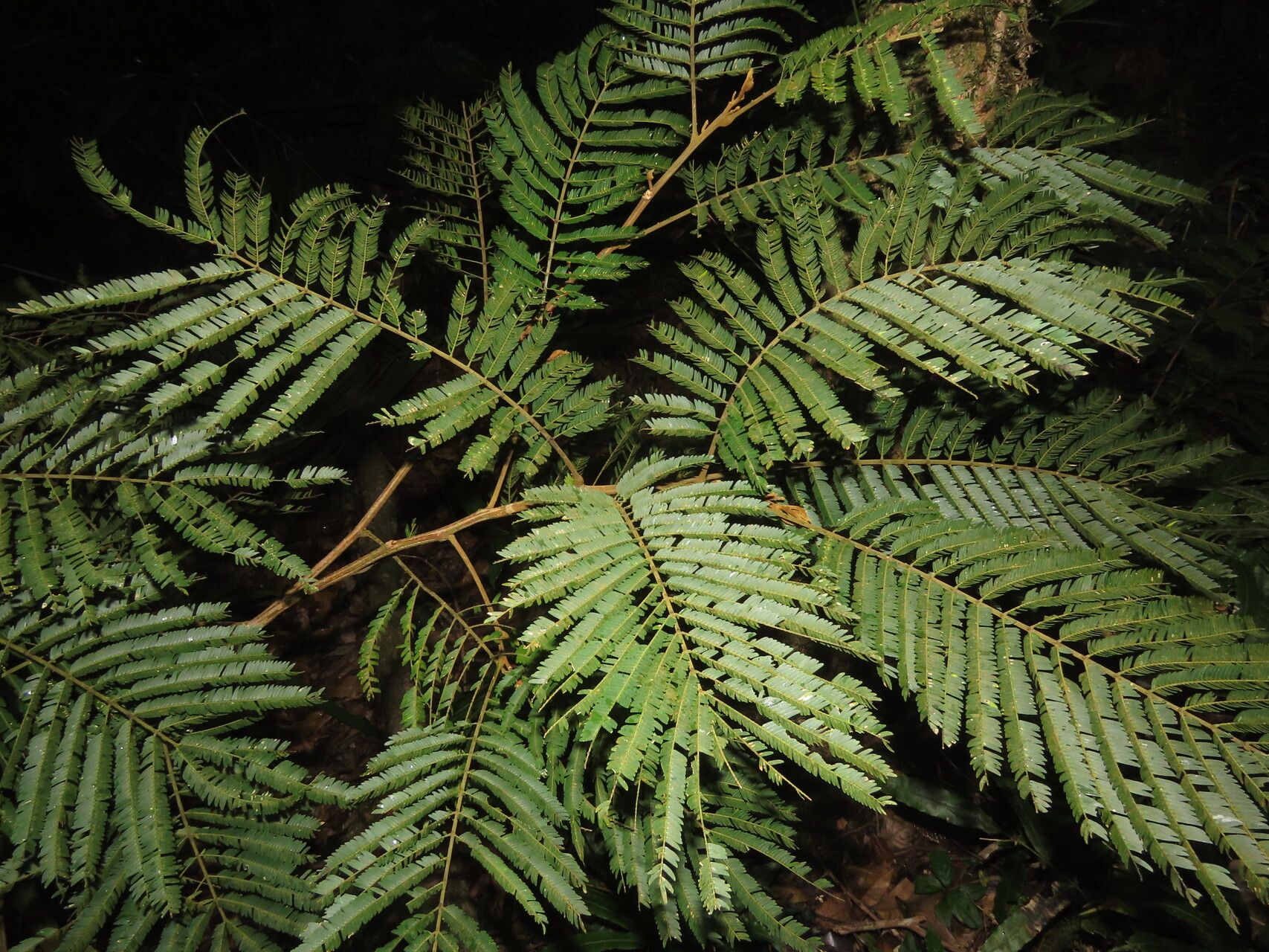 Abarema idiopoda — houseplant care guide