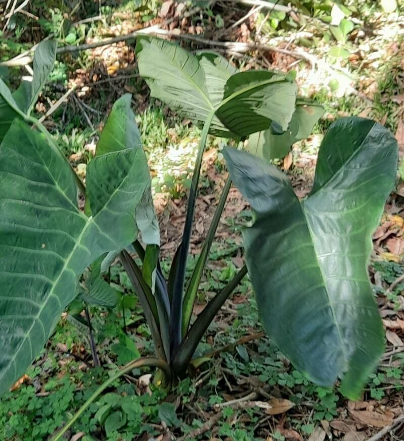 Xanthosoma brasiliense habit