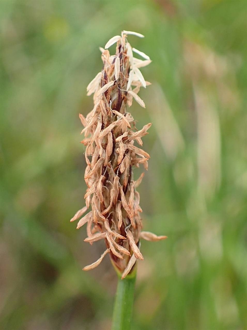 Eleocharis palustris fruit