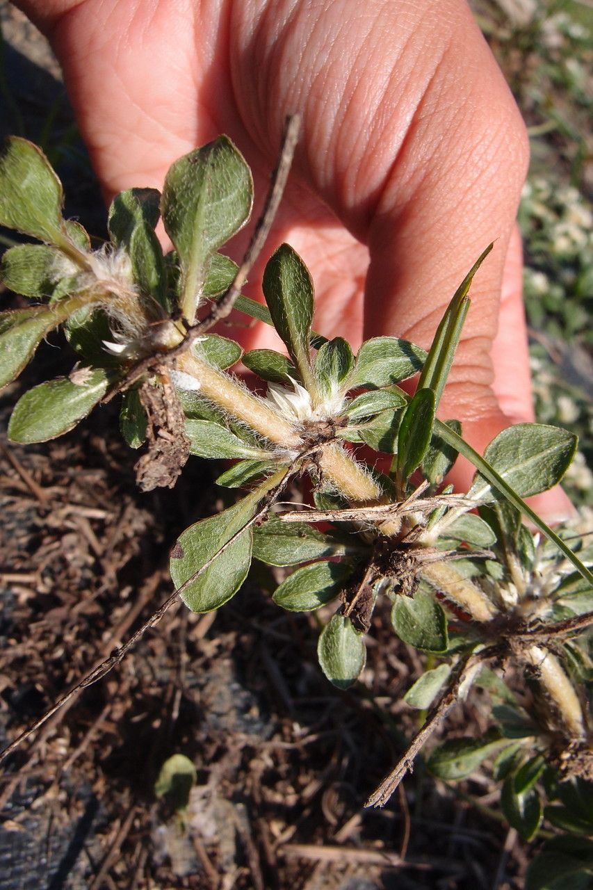 Alternanthera paronychioides bark