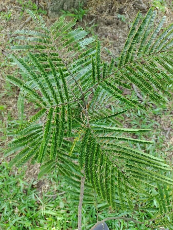 Anadenanthera peregrina — related species from the same genus