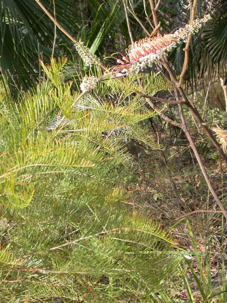 Grevillea formosa habit