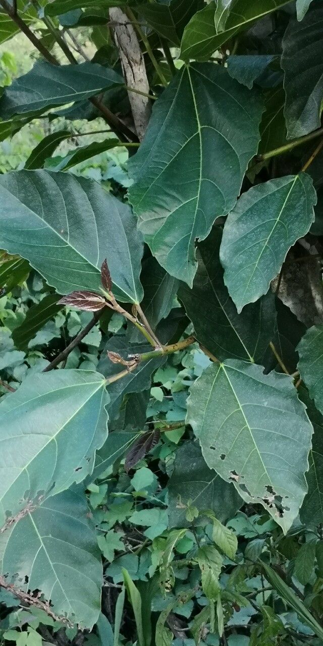 Ficus fistulosa — search result for 'Ficus'