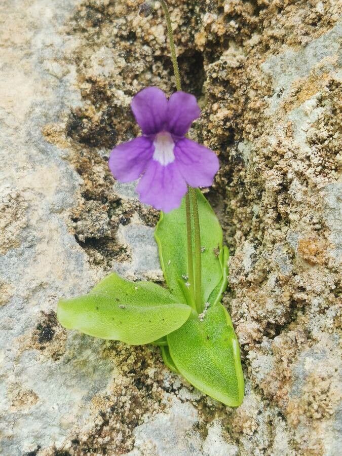 Pinguicula grandiflora flower