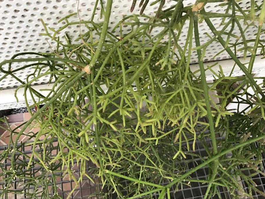 Rhipsalis burchellii habit