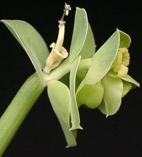 Euphorbia heterodoxa flower