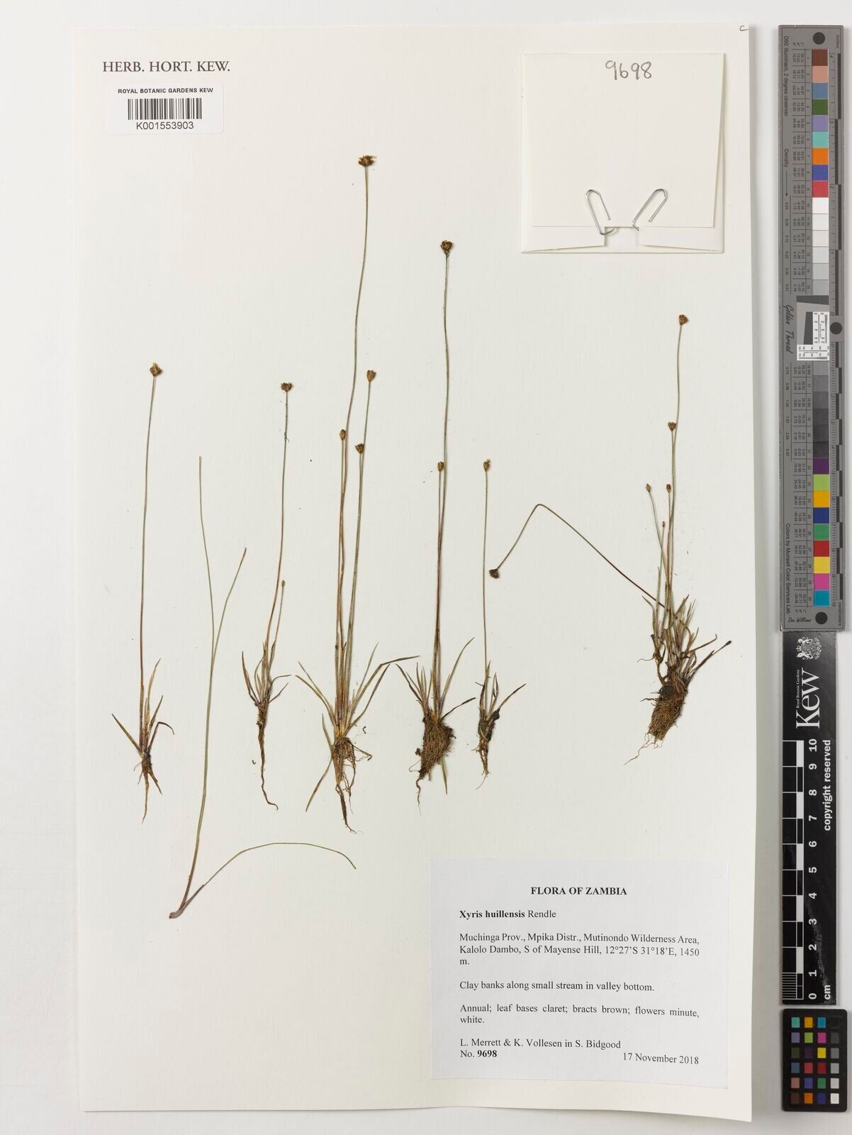 Xyris huillensis — search result for 'Xyris'