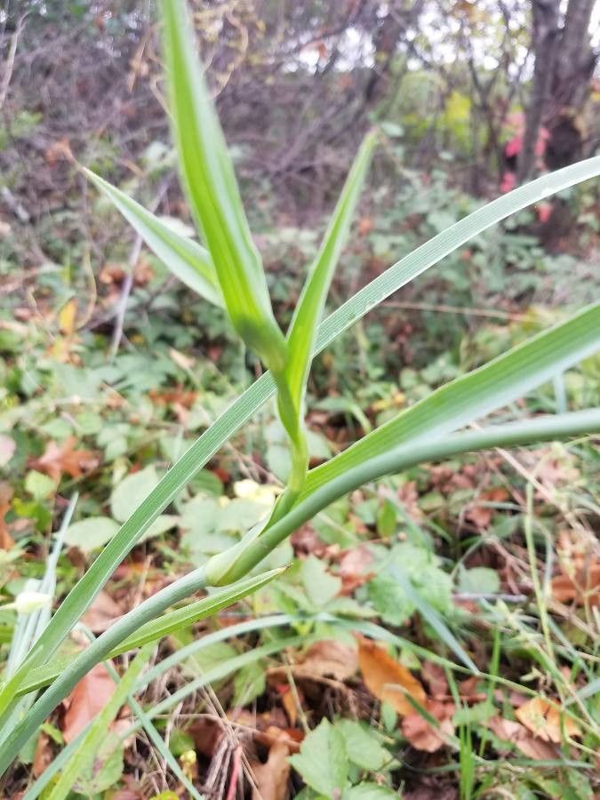 Tradescantia occidentalis leaf