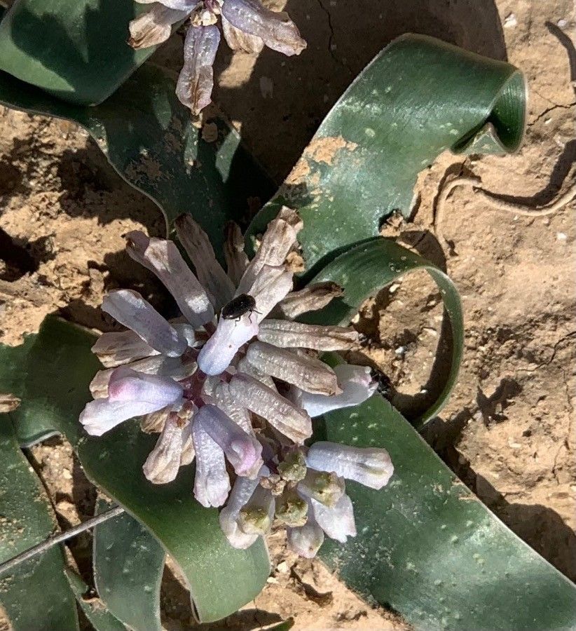 Bellevalia desertorum flower