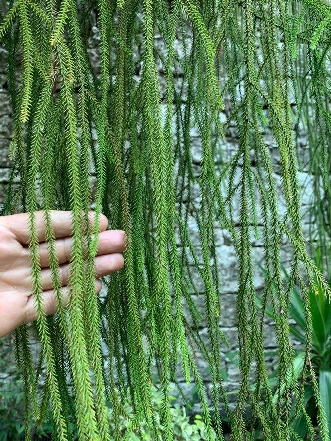 Dacrydium cupressinum leaf