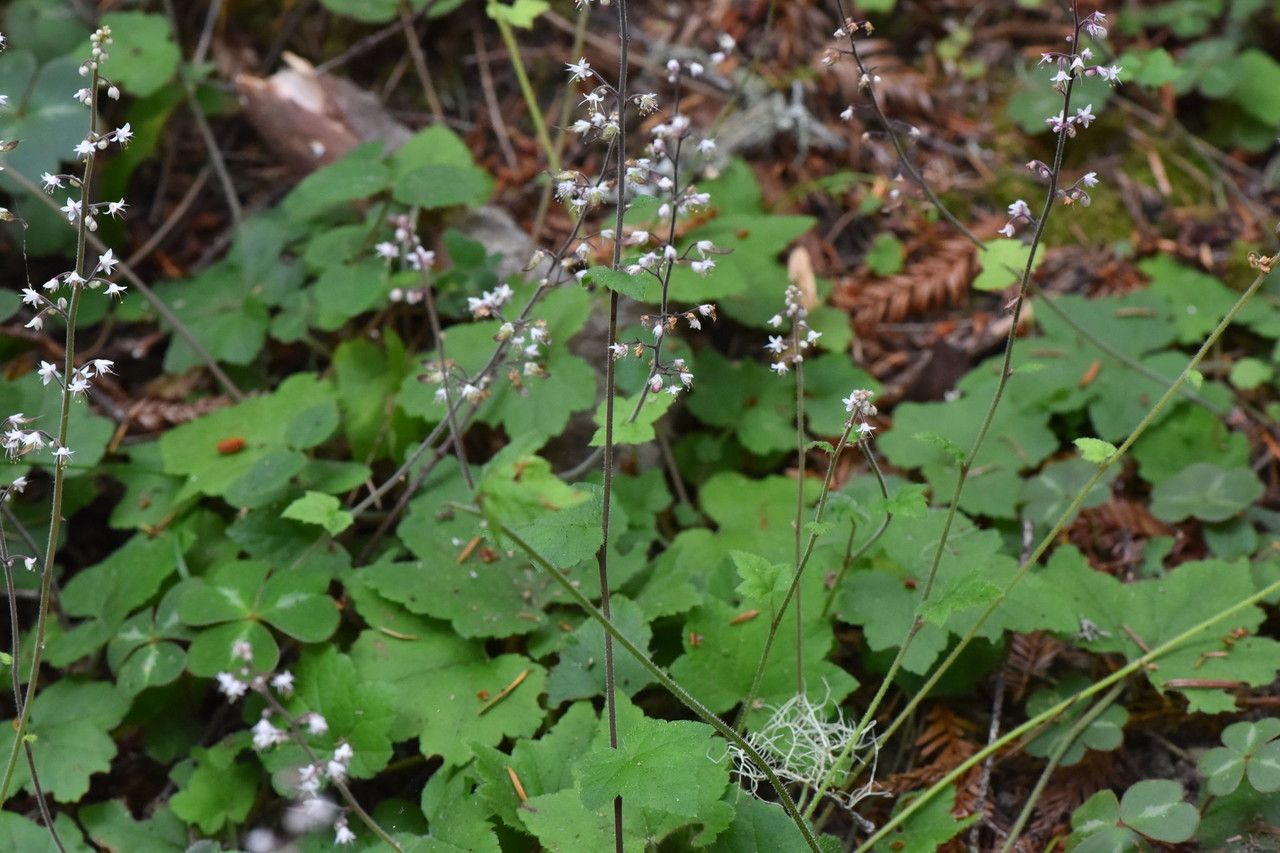Tiarella trifoliata habit