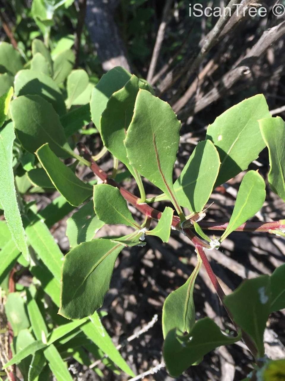 Maytenus albata leaf