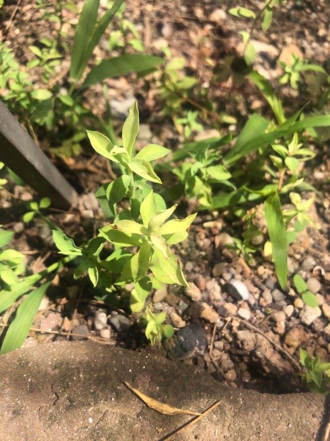 Euphorbia pithyusa leaf