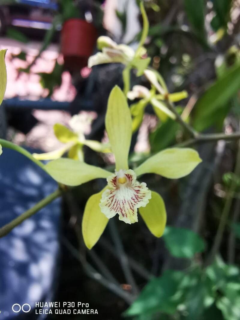 Encyclia incumbens — houseplant care guide