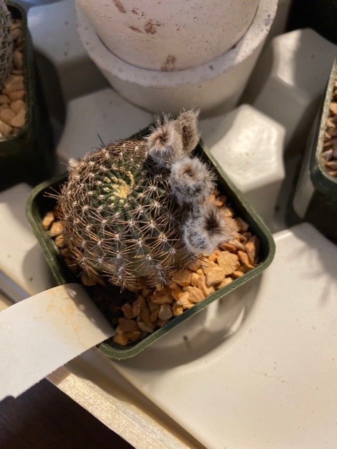 Lobivia famatinensis leaf