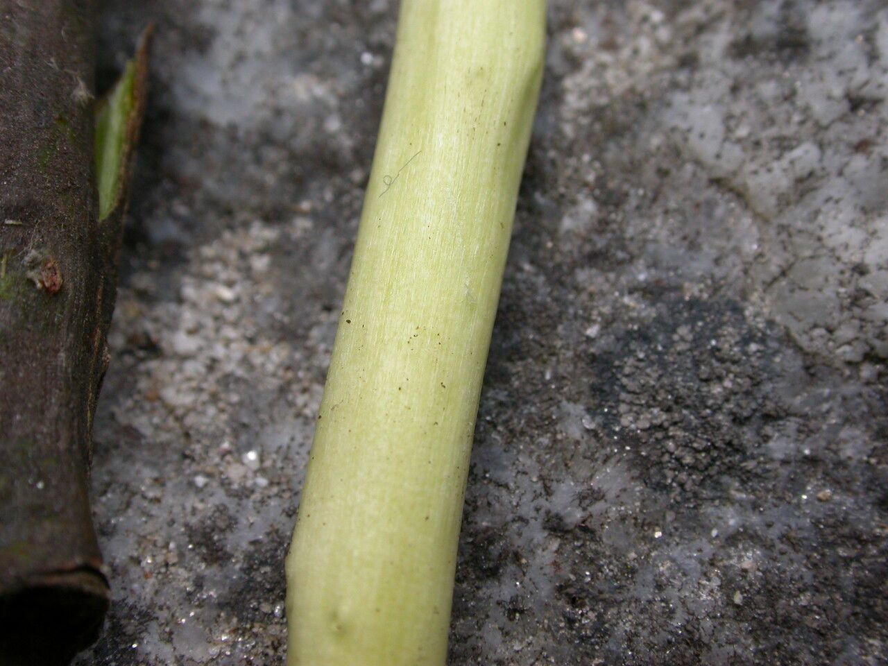 Salix longiflora bark