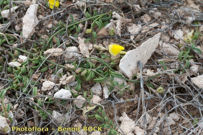 Kickxia urbanii habit