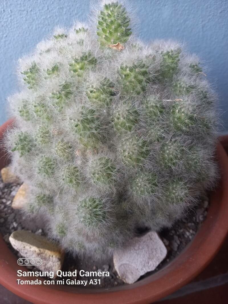Mammillaria glassii bark