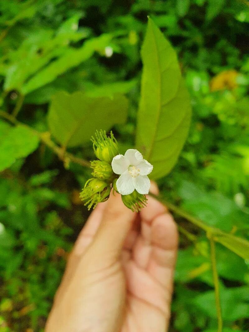 Pavonia schiedeana flower