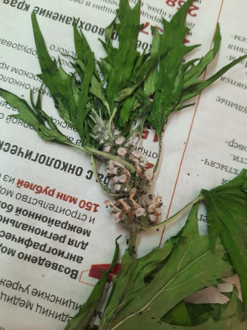 Leonurus tataricus flower