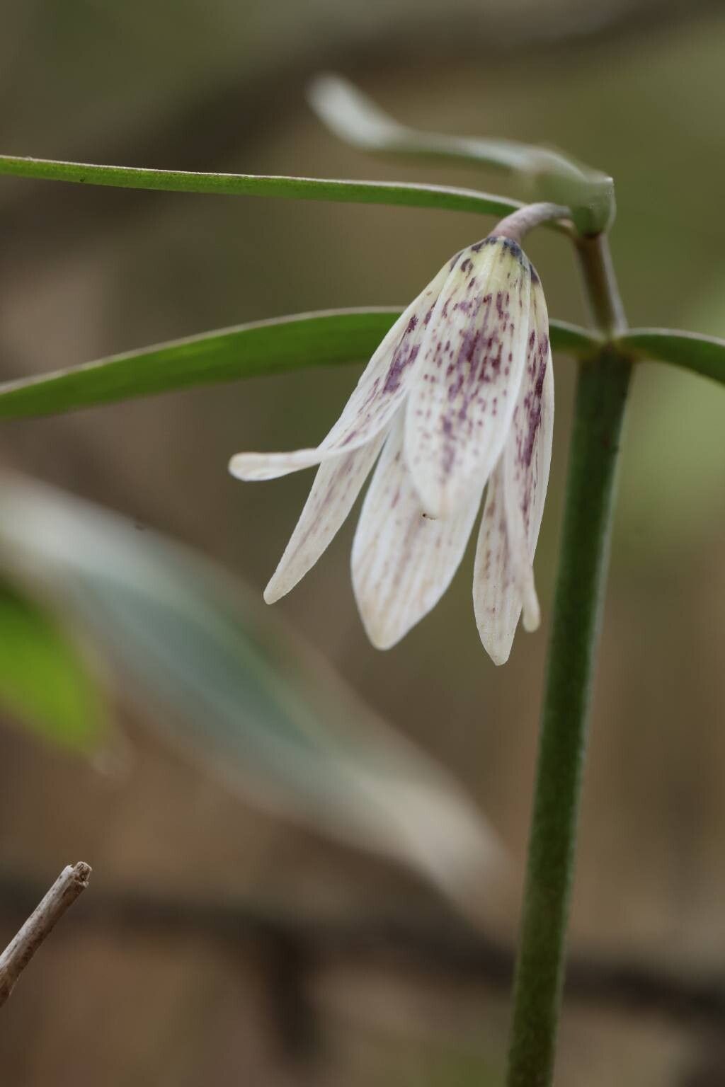 Fritillaria amabilis — houseplant care guide