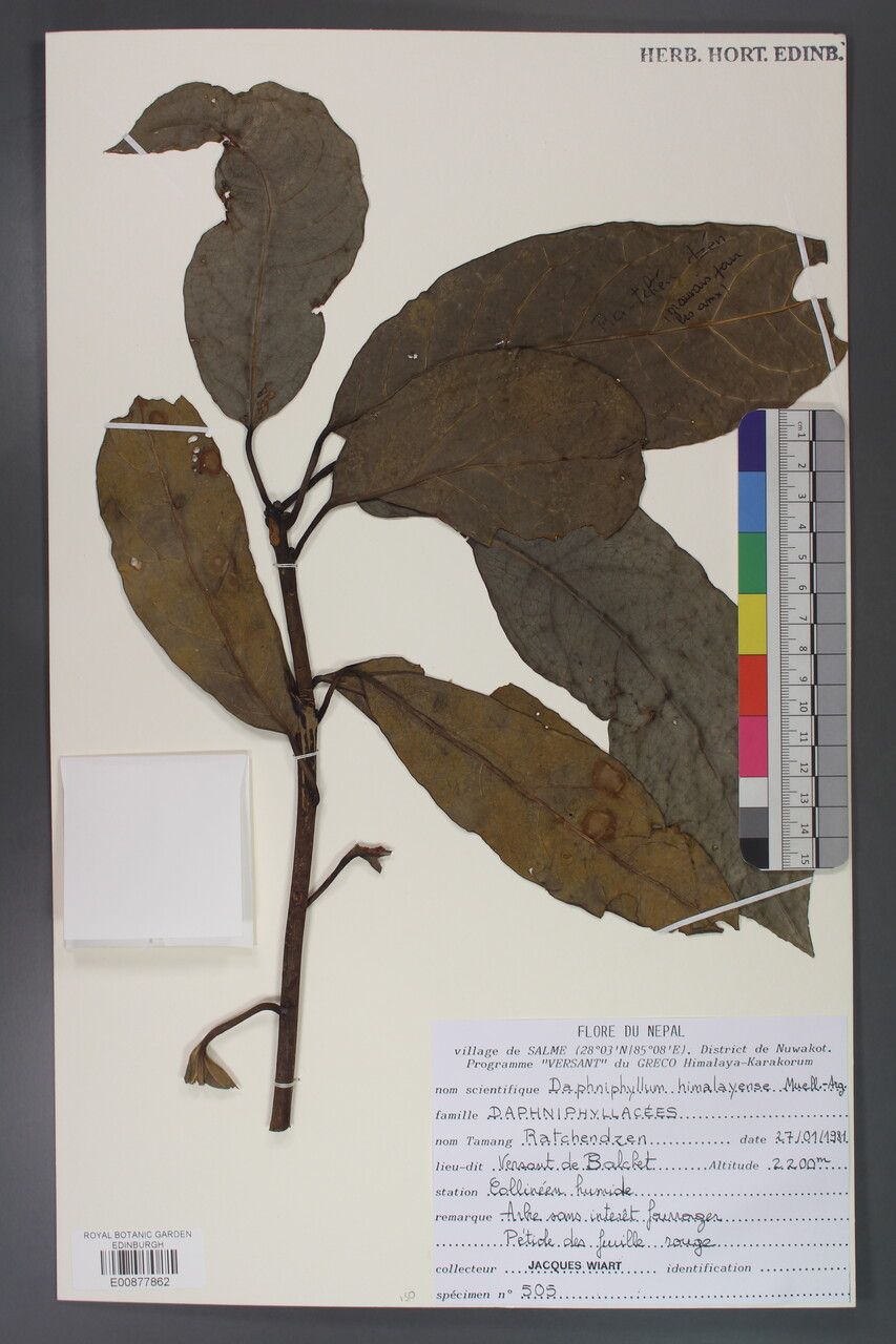 Daphniphyllum himalense other