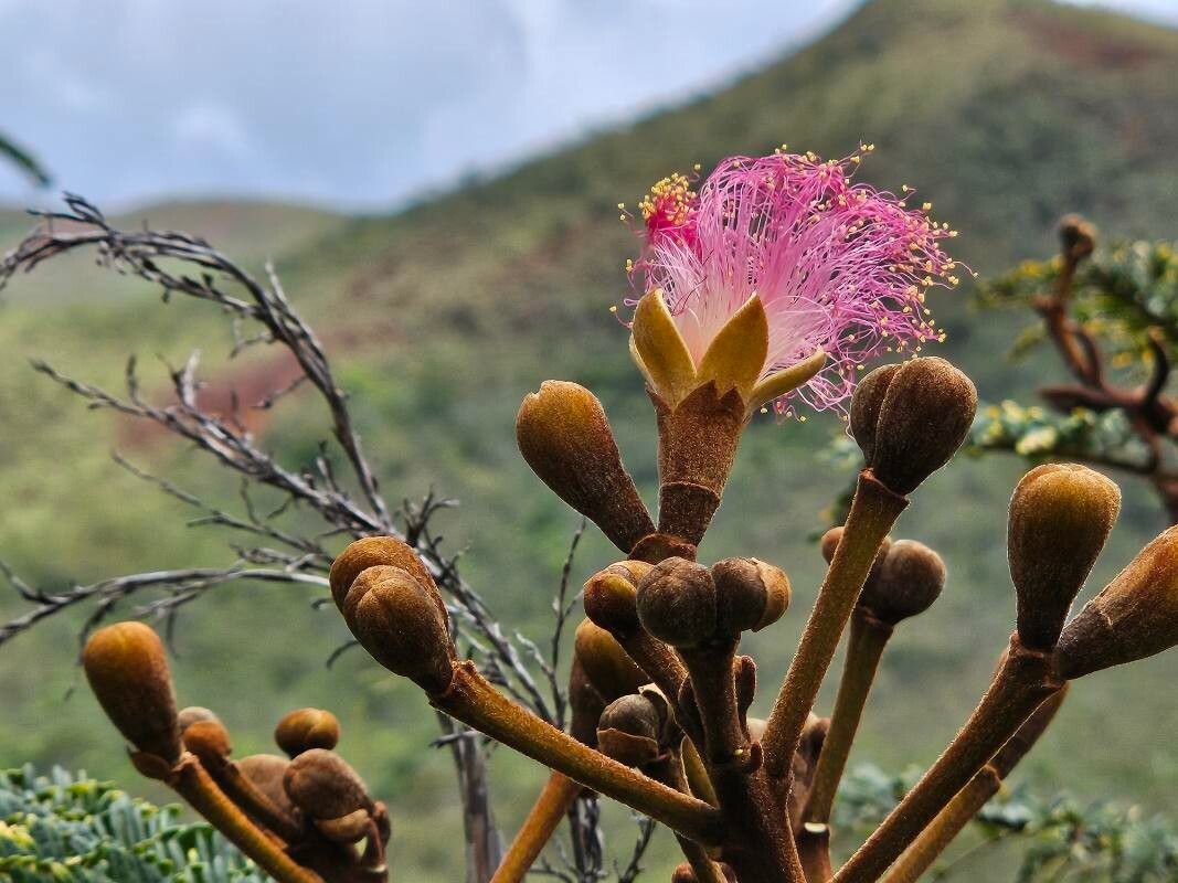 Serianthes petitiana — houseplant care guide