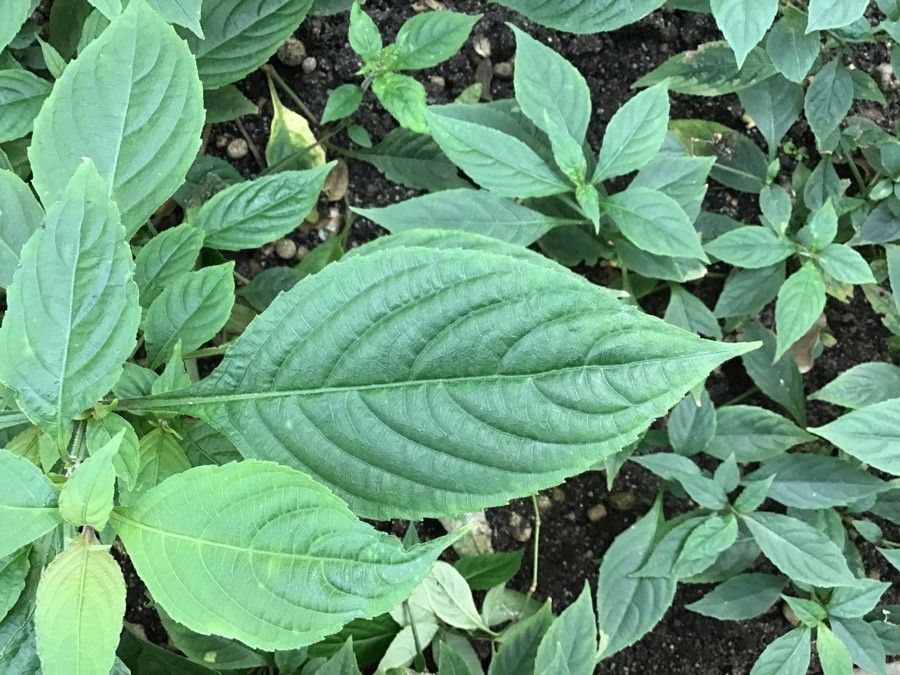 Strobilanthes rankanensis leaf