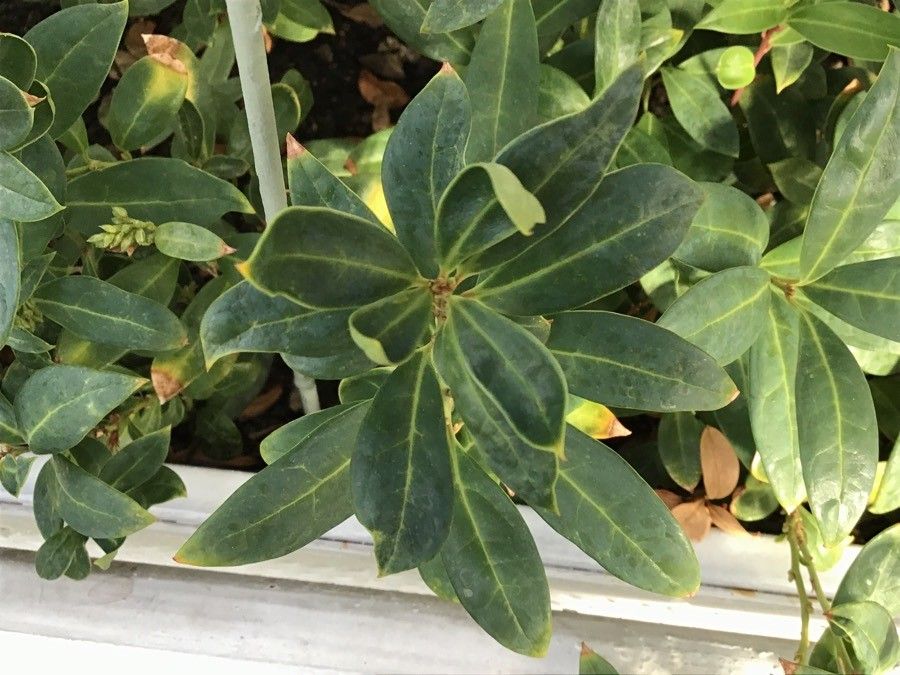 Sarcococca ruscifolia