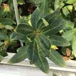 Sarcococca ruscifolia