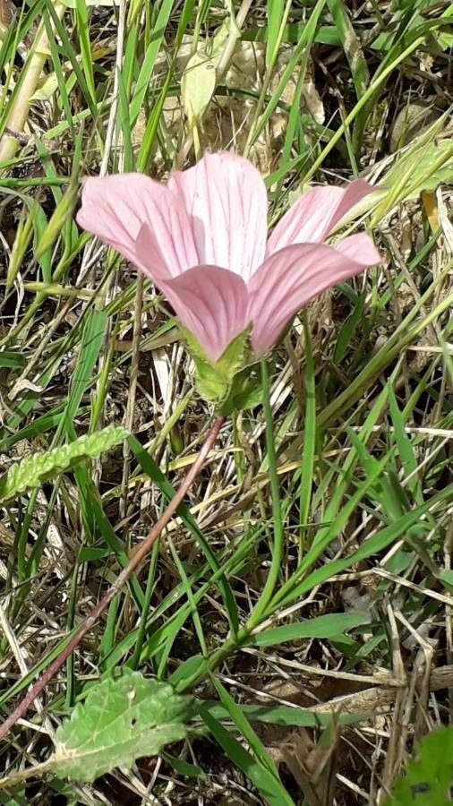 Malope malacoides flower