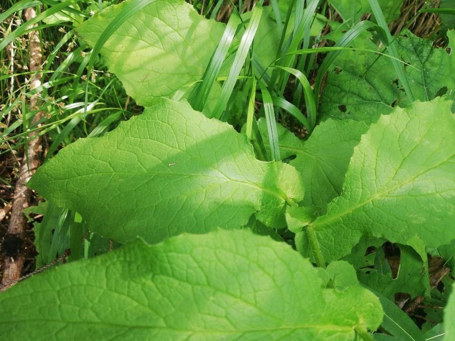 Doronicum austriacum — related species from the same genus