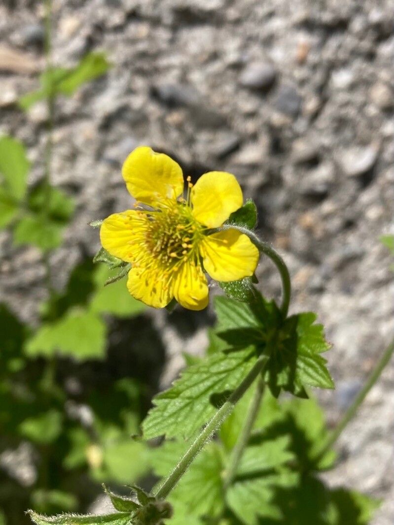 Geum pyrenaicum flower