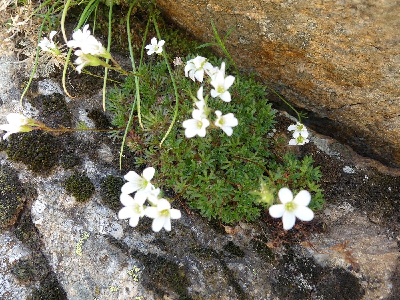 Saxifraga cervicornis habit