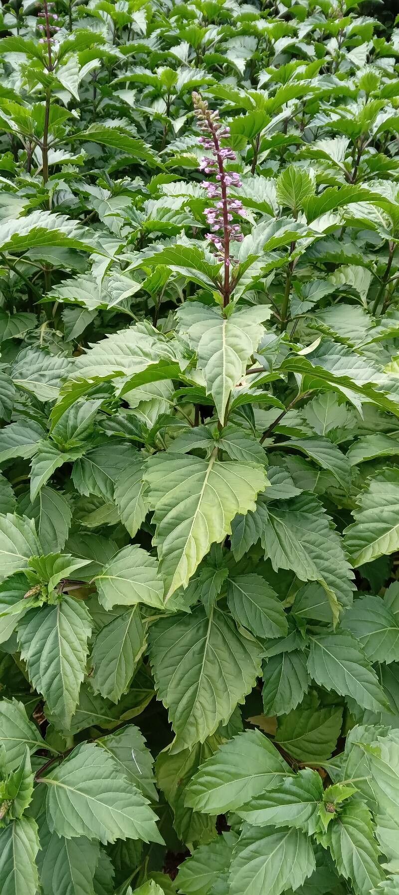 Ocimum carnosum habit