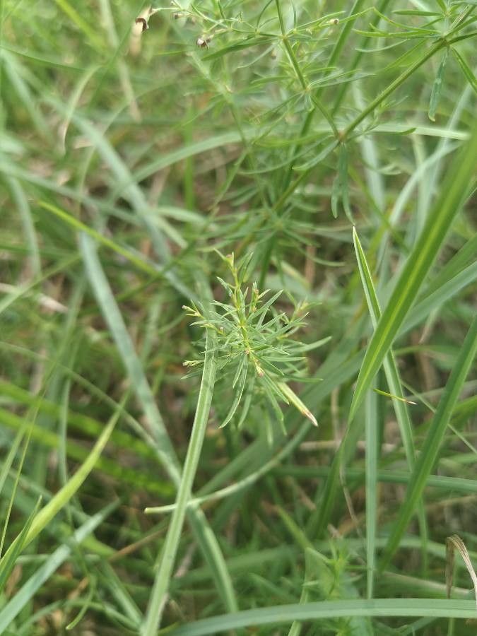 Asperula purpurea — search result for 'Albania'
