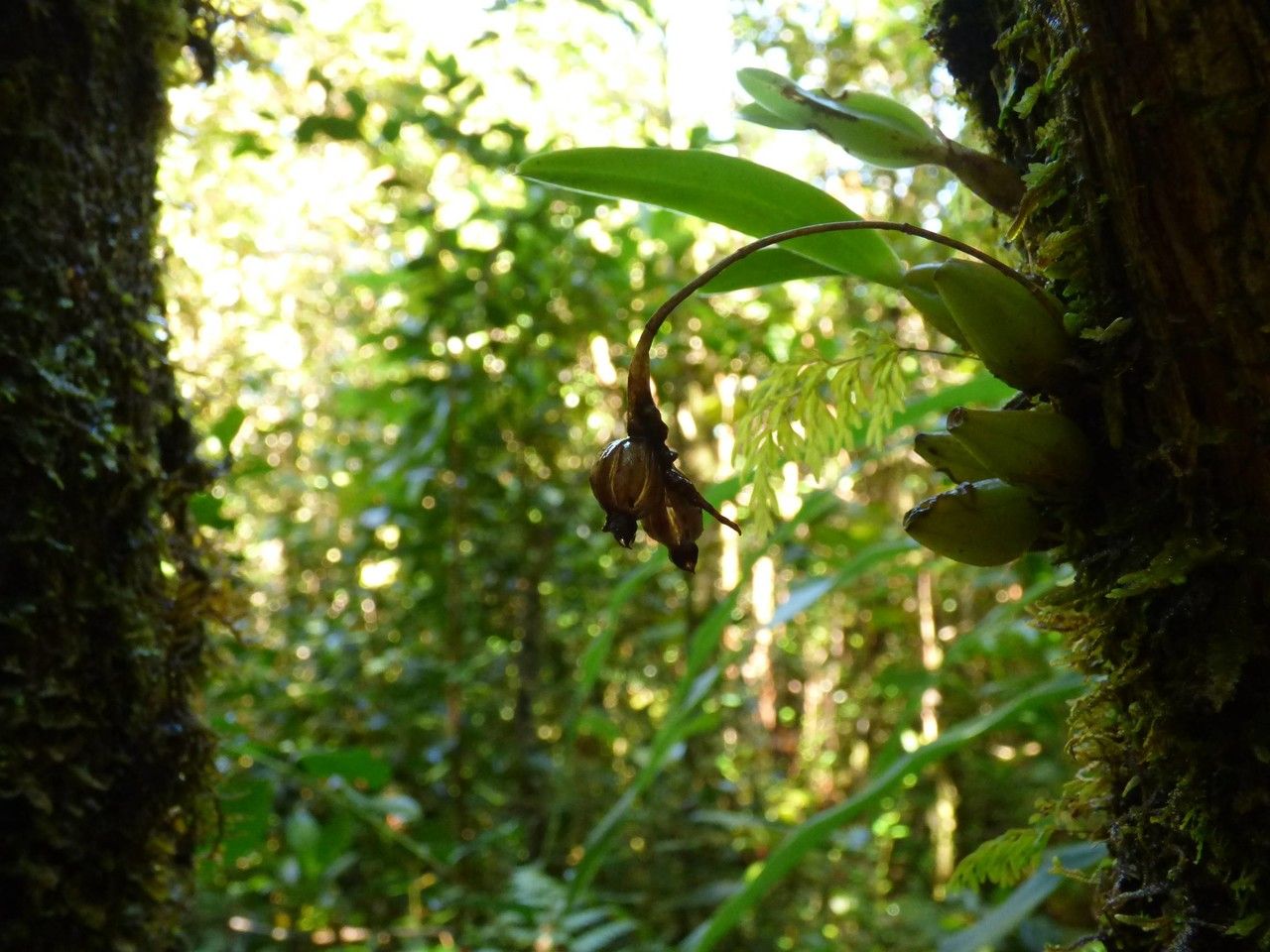 Bulbophyllum variegatum fruit
