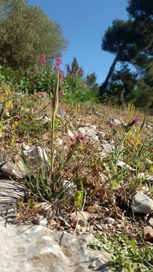 Tragopogon angustifolius habit