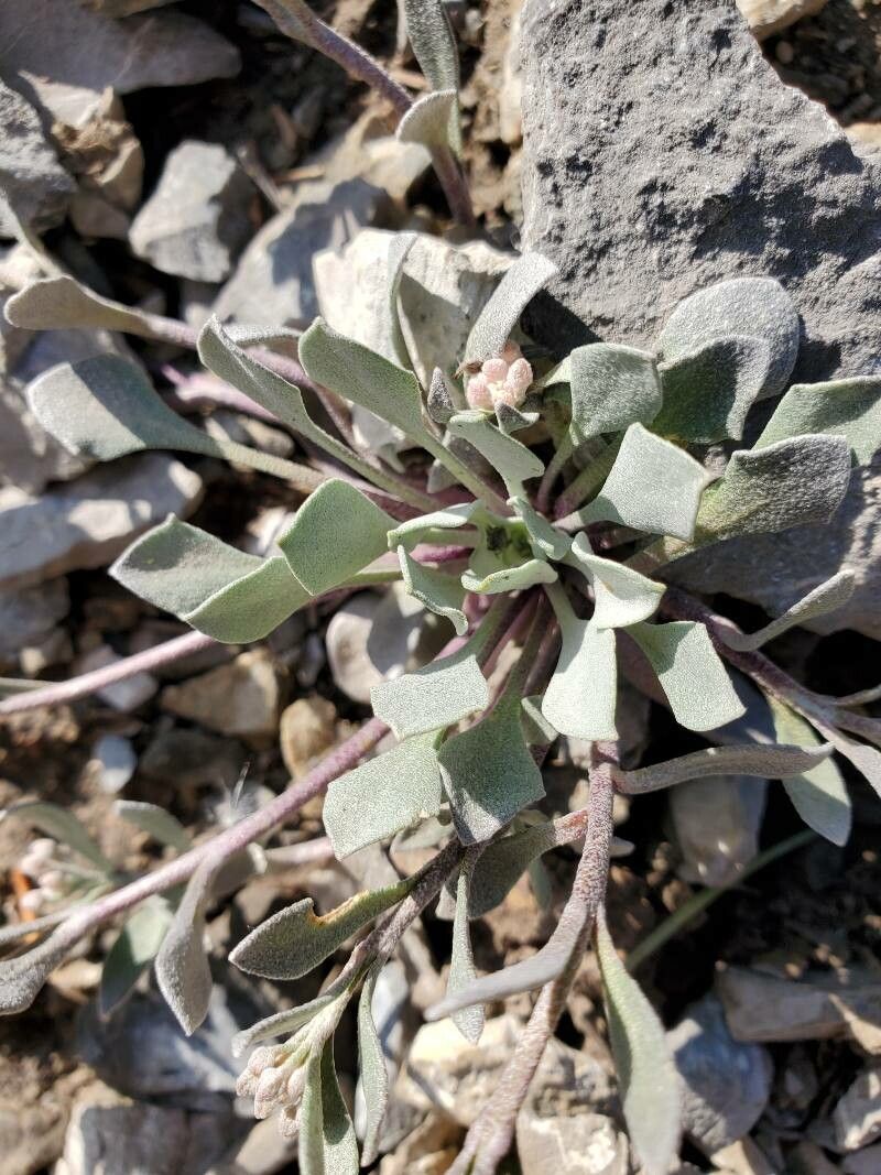 Physaria chambersii — houseplant care guide