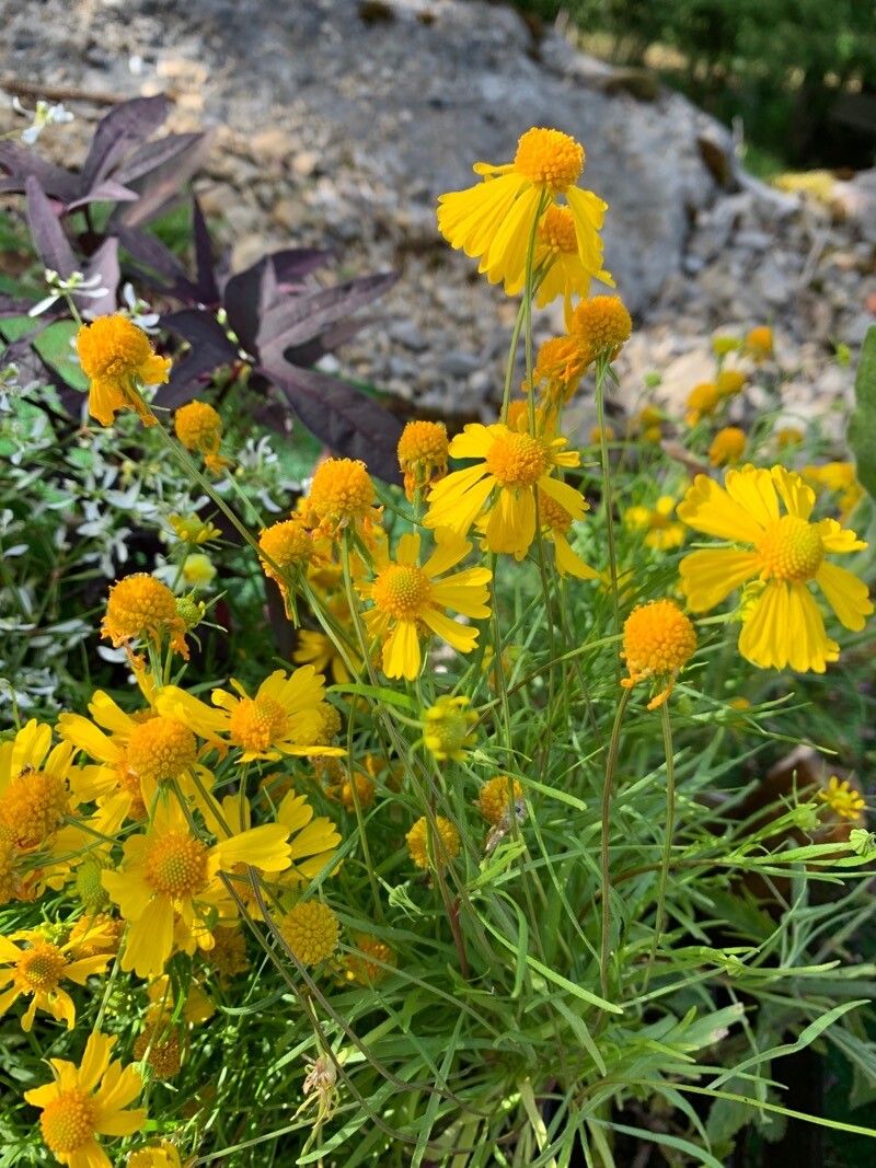 Helenium amarum flower