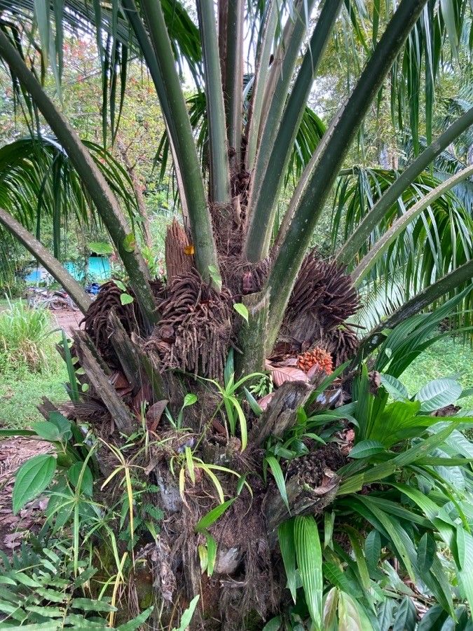 Elaeis oleifera habit