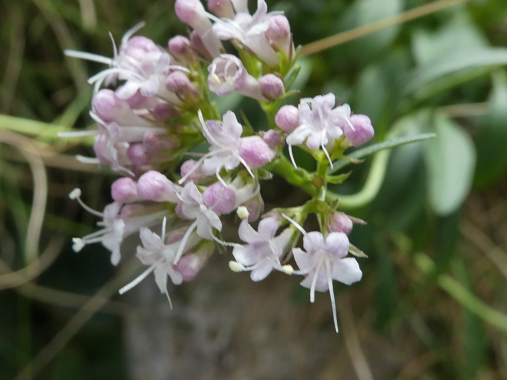 Valeriana apula flower