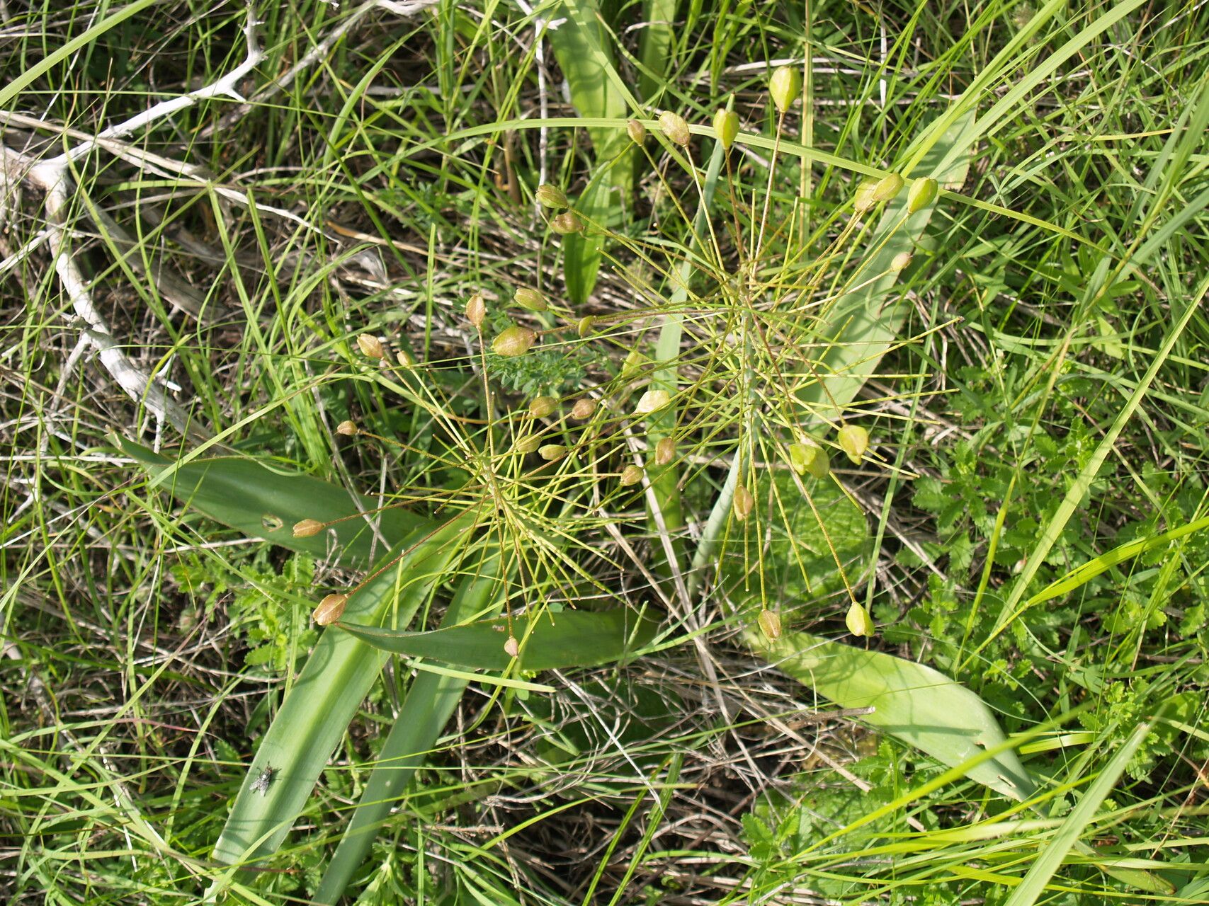 Bellevalia speciosa fruit